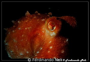 Octopus ... night friend by Ferdinando Meli 